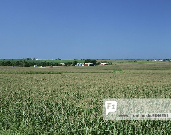 A vast corn field with farmhouses in the distance. Iowa  USA