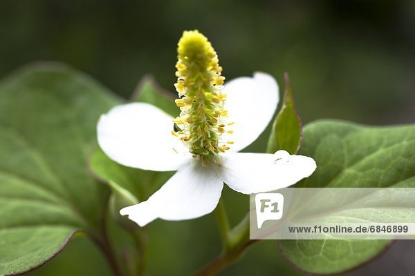 Chamäleon-Pflanze (Houttuynia cordata)