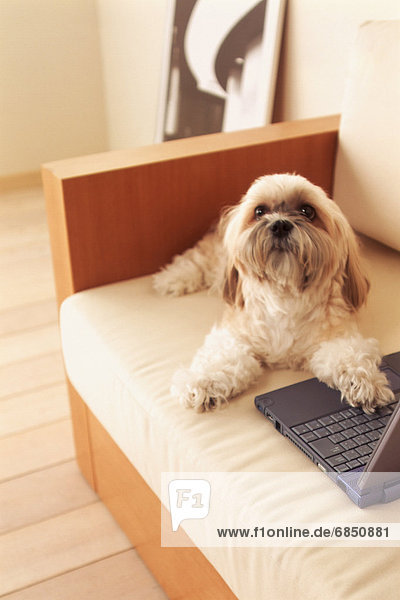 Dog lying on floor using laptop