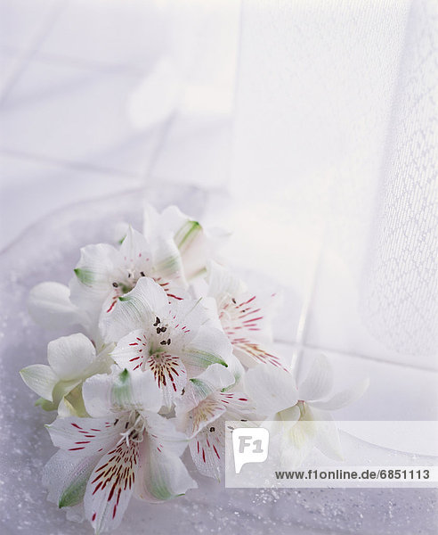 White orchids by a window