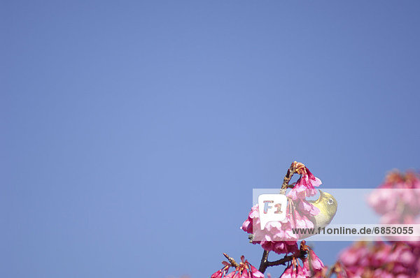 Baum  Kirsche  weiß  hocken - Tier  Honshu  Japan  japanisch