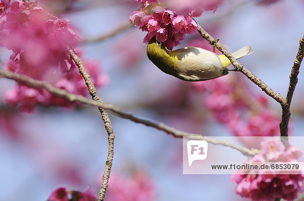 Japanische-Brillenvogel (Zosterops Japonicus) hocken in Kirschenbaum