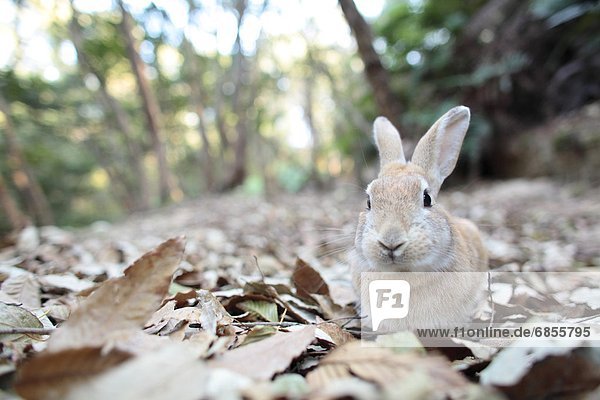Rabbit on Dry Leaves