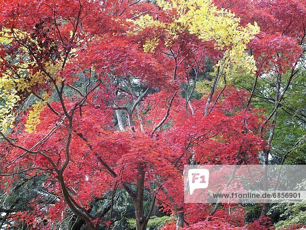 Baum  gelb  Wald  Herbst  rot  Hyogo  Himeji  Japan