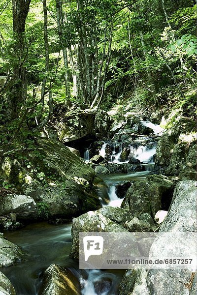 Forest stream  Takayama  Gifu Prefecture  Japan