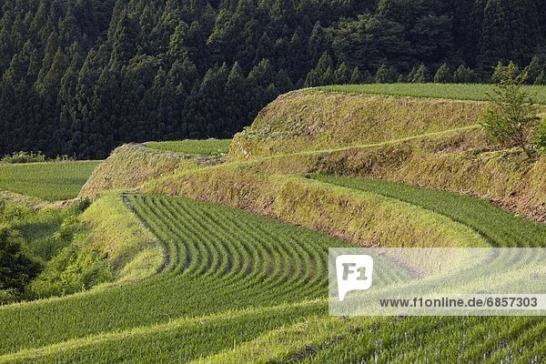 Terraced Fields of Rice Crops. Shiga Prefecture  Japan