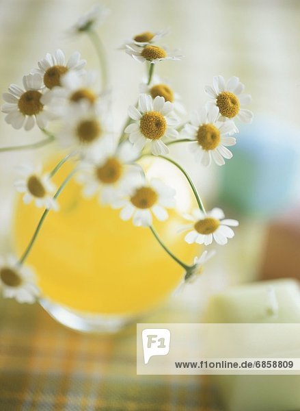 Chamomile Plants in a Vase