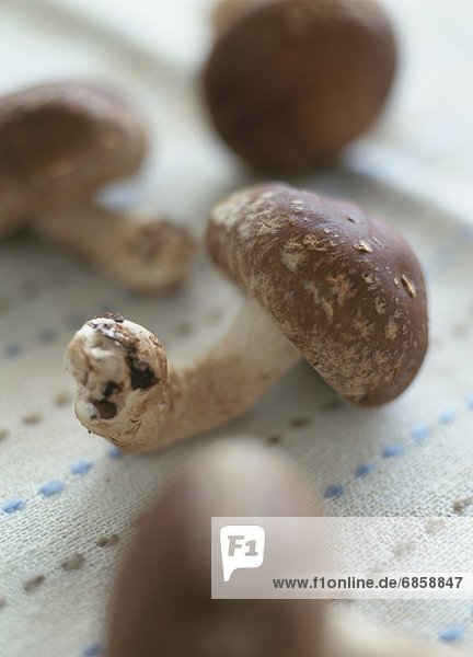 Close-Up of Shiitake Mushrooms on a Tablecloth