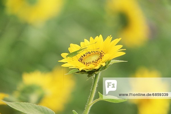 Katydid on a Sunflower