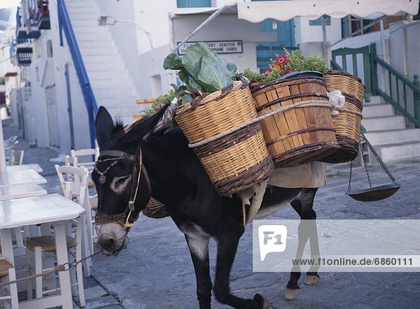Esel  tragen  Blume  Korb  Gemüse  Griechenland  Mykonos