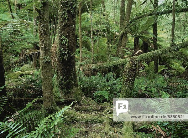 Rainforest in Tasmania  Australia