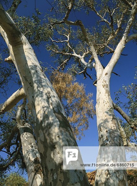 niedrig  Baum  Ansicht  Flachwinkelansicht  Winkel  Australien  Eukalyptus  Northern Territory