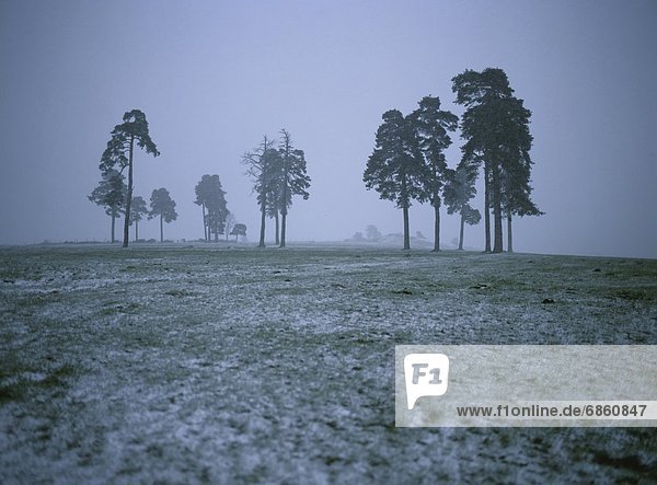 Frankreich  bedecken  Baum  Nebel  Feld  Auvergne  Frost
