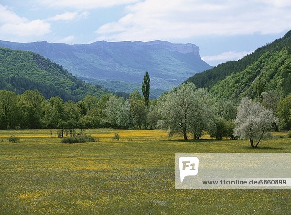 Trees and a Grassy Field With Yellow Flowers. France