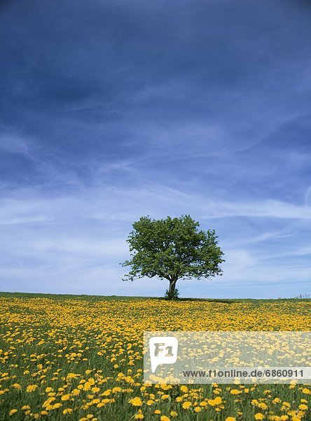 Frankreich  Blume  Baum  gelb  Feld  1  Löwenzahn