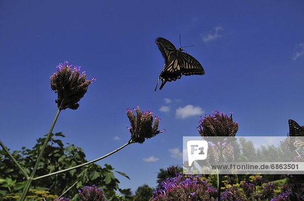 Schwalbenschwanz  Papilio machaon  fliegen  fliegt  fliegend  Flug  Flüge  Schmetterling