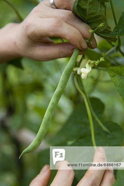 Woman picking green bean  close up  differential focus