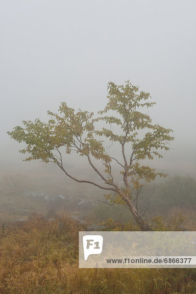 Baum  Nebel  Herbst