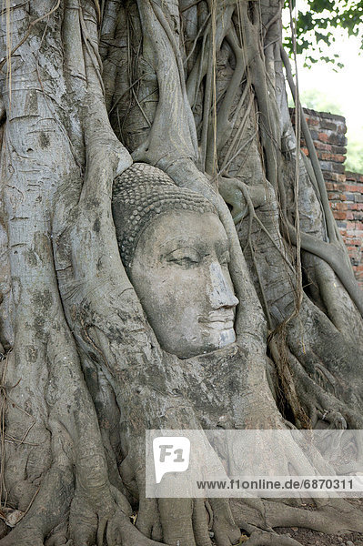 Baum  Verpackung  Statue  Wurzel  Buddha  umwickelt