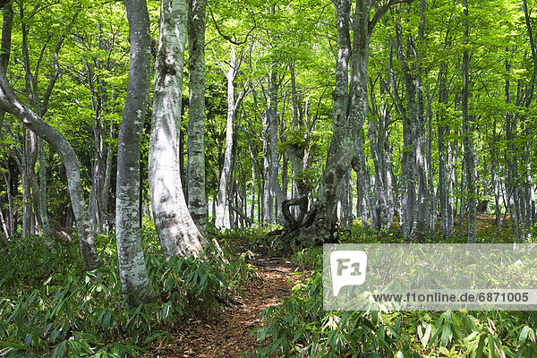 Beech Tree Forest