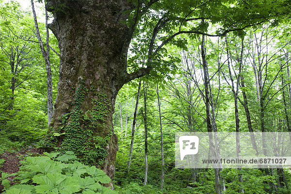 Large Horse Chestnut Tree in the Forest
