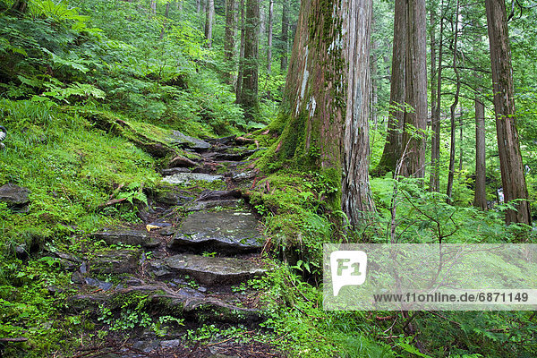 Hiking path  Nagano Prefecture  Honshu  Japan