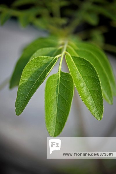Curry Leaf  Murraya koenigii