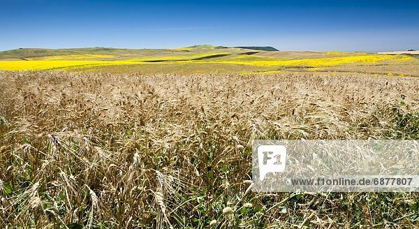 Weeds in wheat and summer fields  Cadiz  Andalucia  Spain  Europe