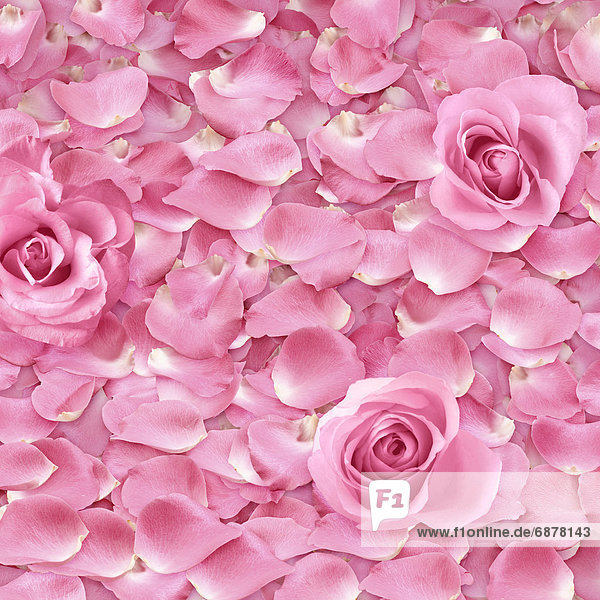 Rosa Rose Petals
