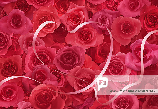 Band  Bänder  Rose