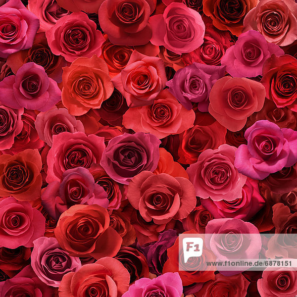 rot  Rose  Tuch