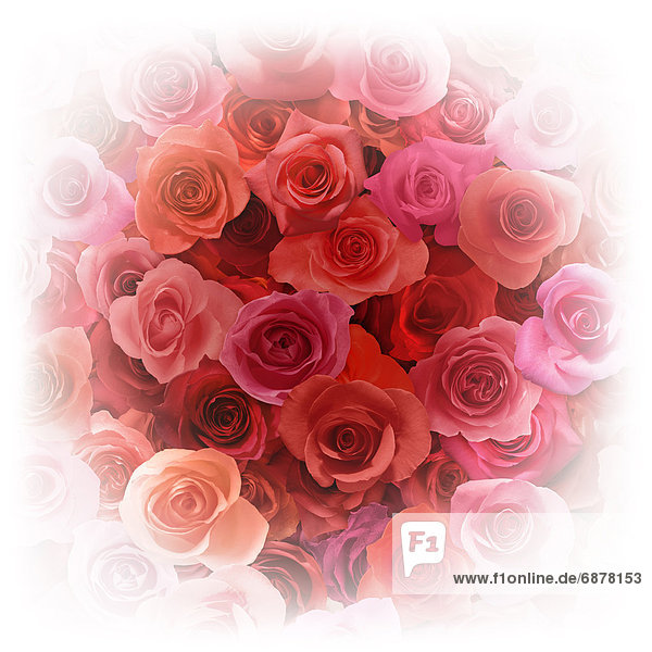 rot  Rose