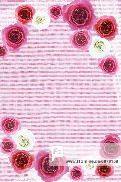 Hintergrund  rot  Rose  Streifen