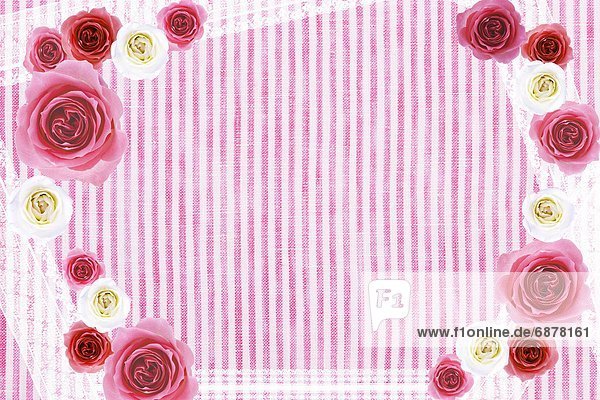 Hintergrund  rot  Rose  Streifen