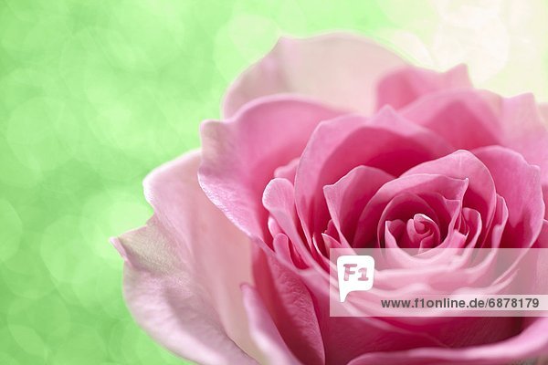 pink  1  Rose