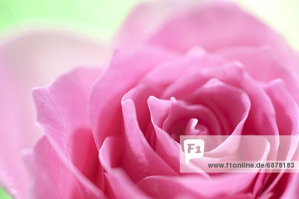 pink  1  Rose