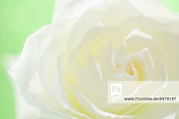 Einzelne weiße Rose