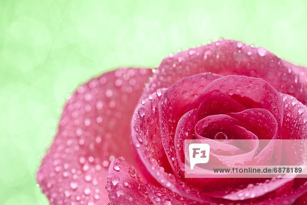 rot  1  Wassertropfen  Tropfen  Rose