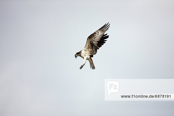 Osprey Flying