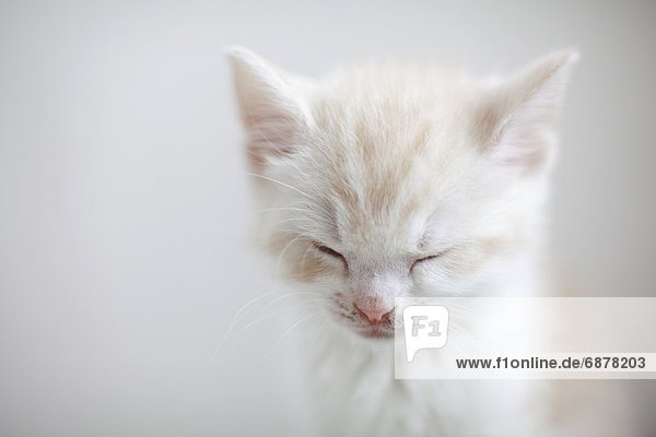 schlafen  weiß  Kätzchen  Katze