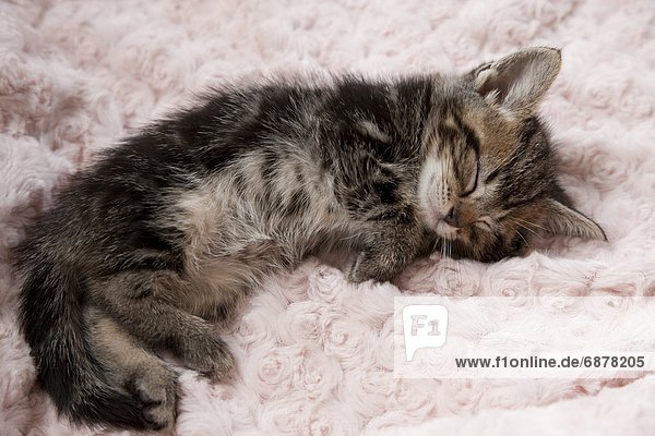 Handtuch  schlafen  Kätzchen  Katze