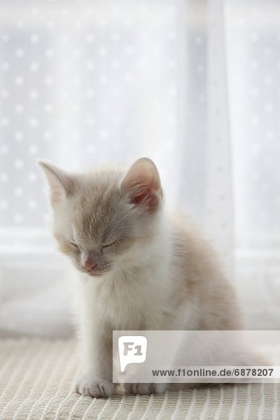 sitzend  müde  Kätzchen  Katze