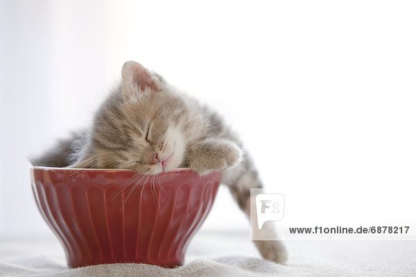 schlafen  Kätzchen  Katze