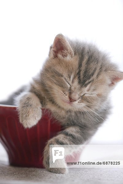 schlafen  Kätzchen  Katze