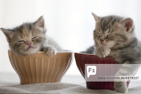 Schüssel  Schüsseln  Schale  Schalen  Schälchen  schlafen  2  Kätzchen  Katze