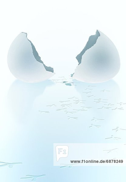 Hatched Egg