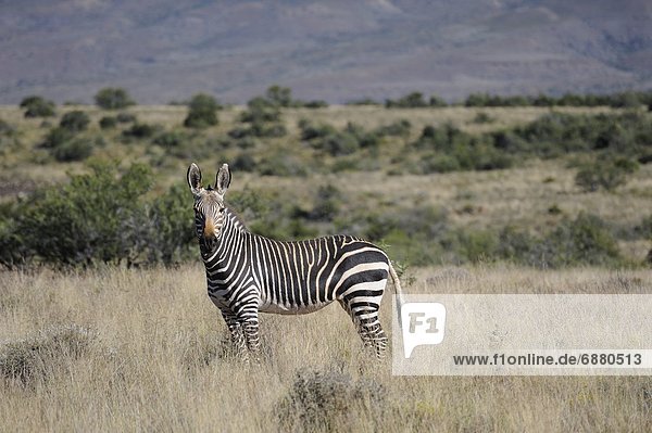 Südliches Afrika  Südafrika  Berg  Morgen  bizarr  früh  Afrika  Zebra