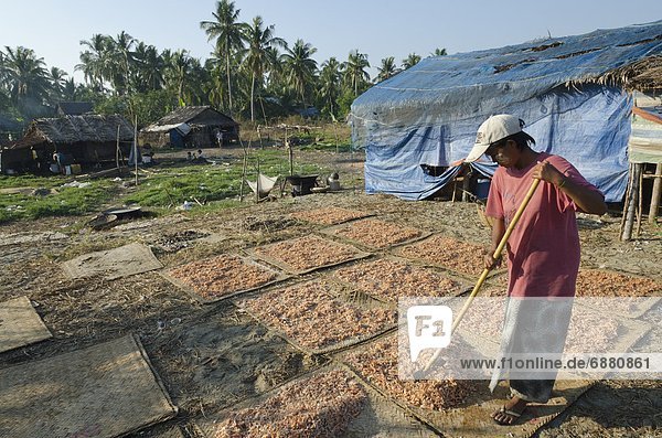 liegend  liegen  liegt  liegendes  liegender  liegende  daliegen  trocknen  Erfolg  Dorf  angeln  Krabbe  Myanmar  Asien