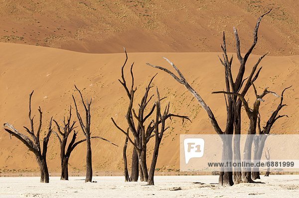 Dead trees  Deadvlei  Sossusvlei  Namib Naukluft Park  Namib Desert  Namibia  Africa