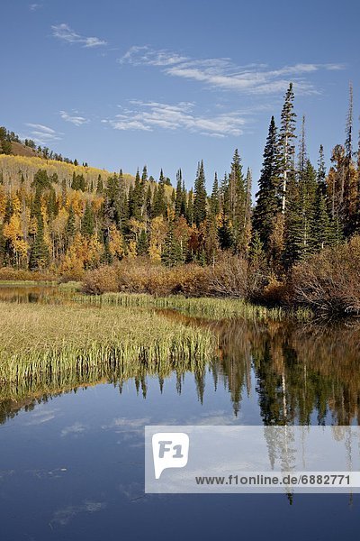 Vereinigte Staaten von Amerika  USA  gelb  See  Spiegelung  Nordamerika  Espe  Populus tremula  Utah